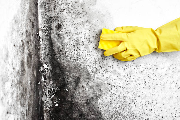 Best Mold Cleaning Services  in Lebanon, OH