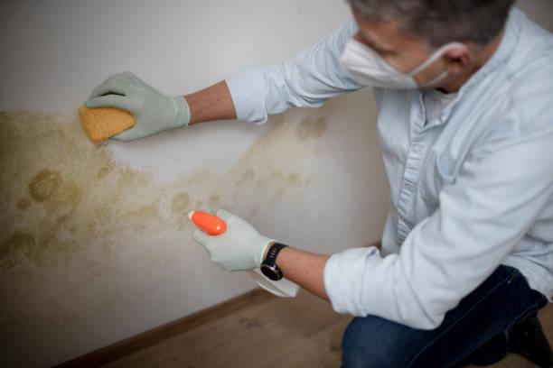 Best Office Mold Removal Services  in Lebanon, OH