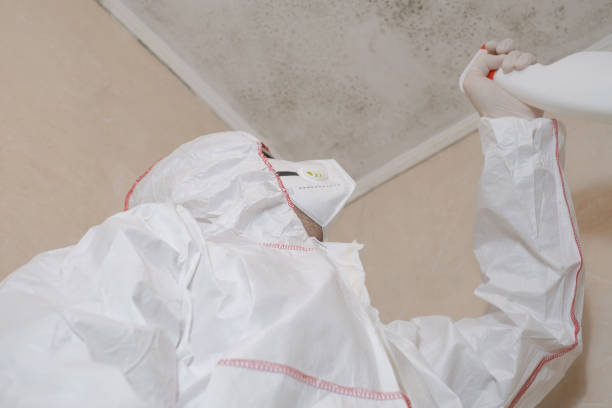 Best Mold Removal Company Near Me  in Lebanon, OH