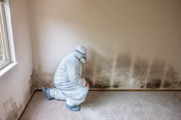 Professional Mold Removal in Lebanon, OH