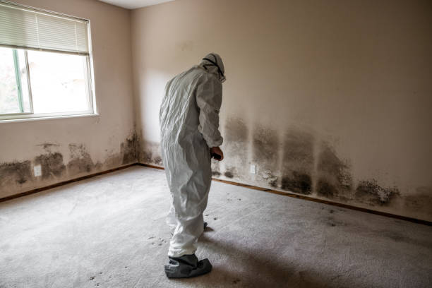 Best Emergency Mold Removal  in Lebanon, OH