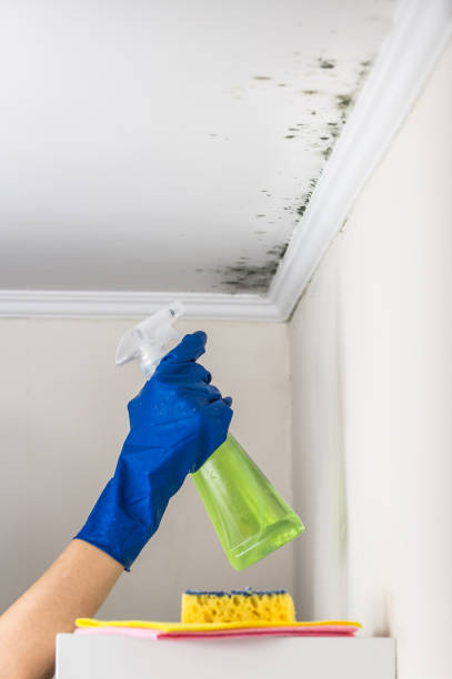 Mold Testing and Removal in Lebanon, OH