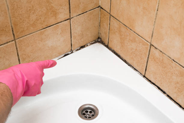 Best Commercial Mold Removal  in Lebanon, OH